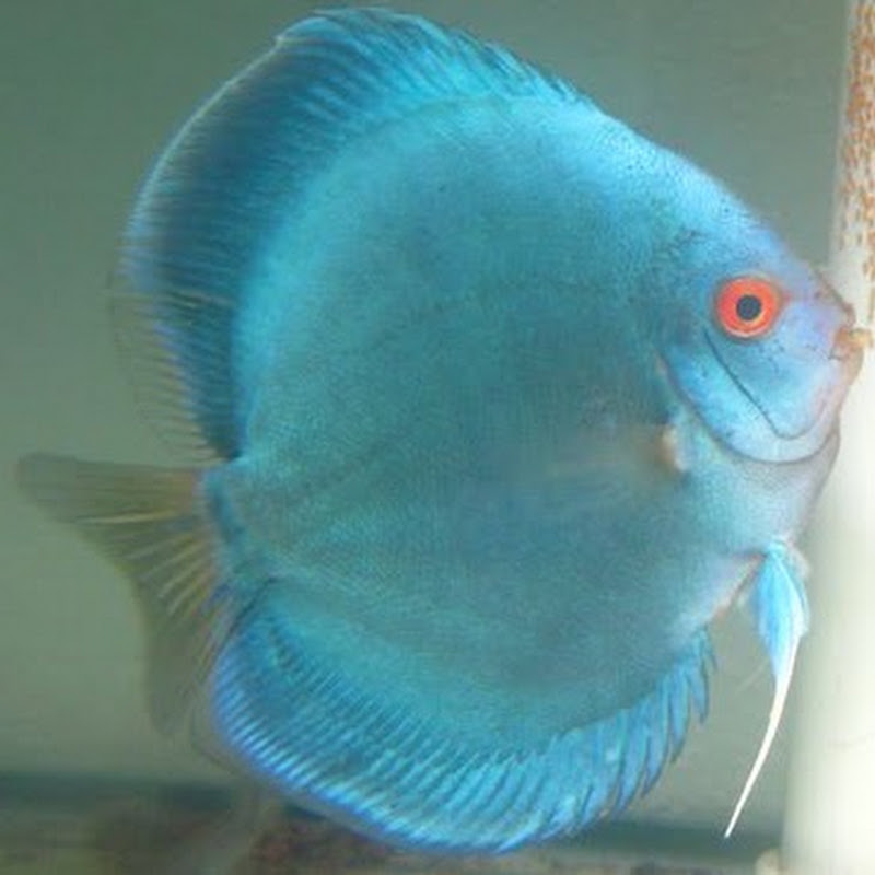 Canadian Aqua Farm profile avatar