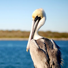 Thumbnail of related channel