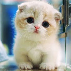 Thumbnail of related channel