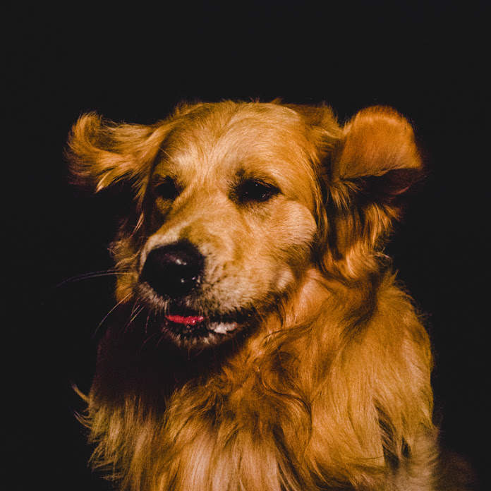 뭉치의 개팔상팔 Net Worth & Earnings (2026)