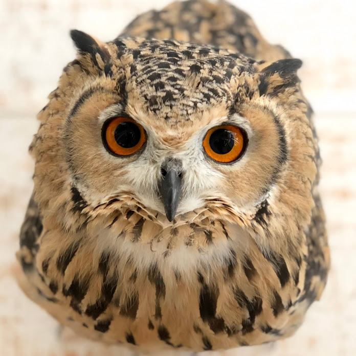 GEN3 OWL CHANNEL Net Worth & Earnings (2026)