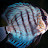 @user-vu3tj7hy4y
