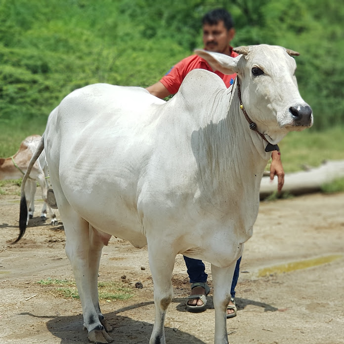 Jitu Revolutionary Farmer Net Worth & Earnings (2025)