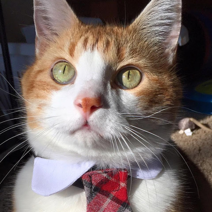 Butters The Bean Net Worth & Earnings (2026)