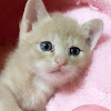 What could ひのき猫 buy with $594.8 thousand?