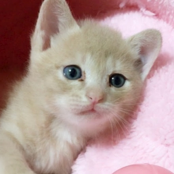 ひのき猫 Net Worth & Earnings (2026)