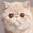 @leschats4412 Avatar