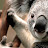 @aussierob7177