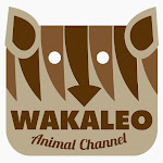 Wakaleo Net Worth