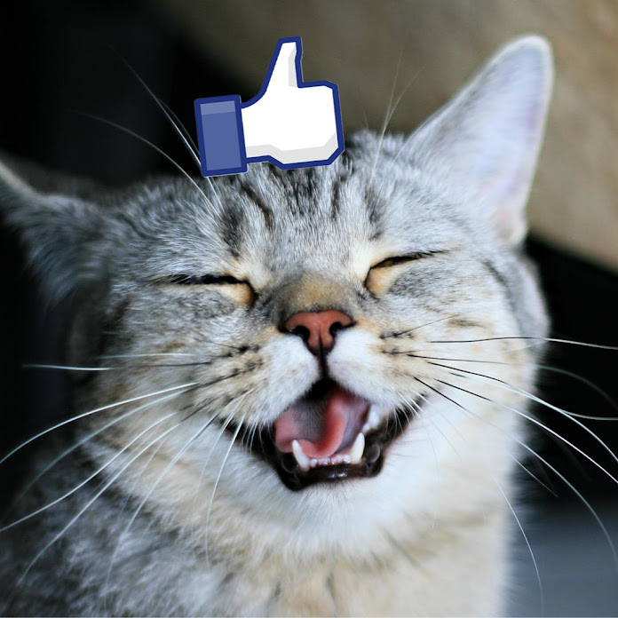 힐링해요 동물의 짤 Net Worth & Earnings (2026)