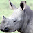 @albinorhino6186
