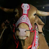 What could Biggest Cow in Bangladesh buy with $6.61 million?