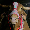 What could Biggest Cow in Bangladesh buy with $6.6 million?