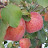 @appletree_pl