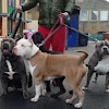What could Giant Bully Pitbulls Rasit Kaplan buy with $100 thousand?