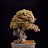 @HansKaramottoBonsai
