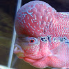 What could Foo the Flowerhorn buy with $100 thousand?
