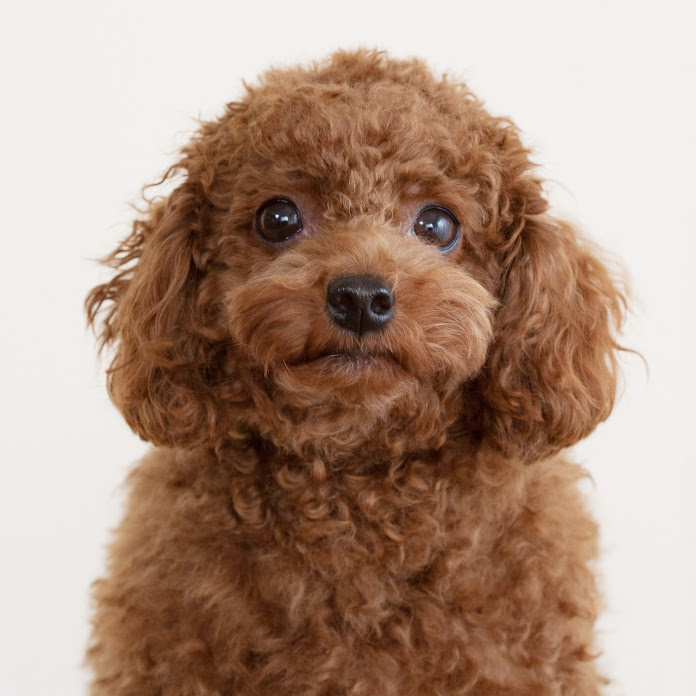 속삭이는몽자 Net Worth & Earnings (2026)