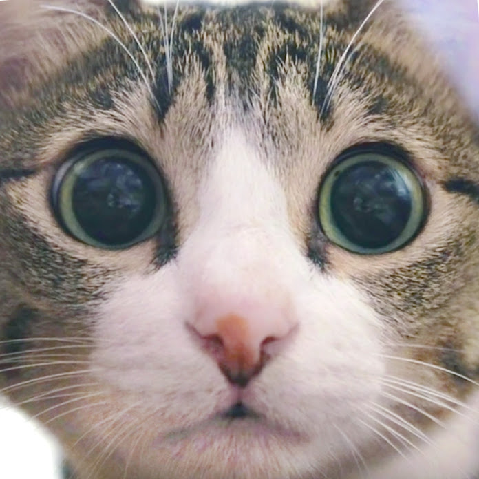 MAKO0MAKO0 / まこまこ Net Worth & Earnings (2026)