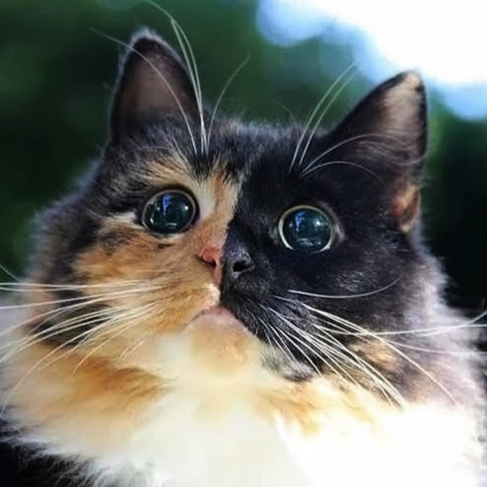 Про животных и не только!!! Net Worth & Earnings (2026)