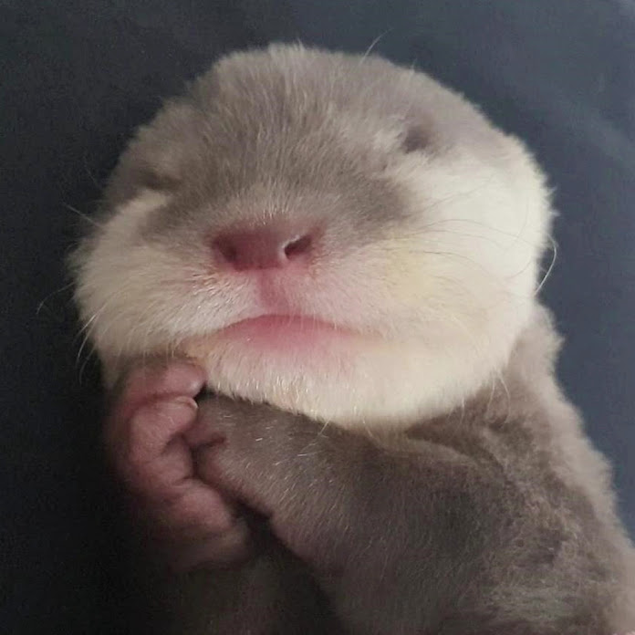 이웃집수달 Otter’s Home Net Worth & Earnings (2026)