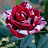 @Alinanad