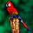 @jasfiona Avatar