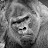 @theanonymousone9668 Avatar