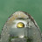 @siofna9709 Avatar