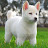 @user-xi5ms8cr6u