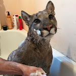 I_am_puma Net Worth