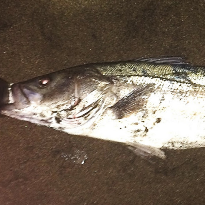 おーちゃんねる Net Worth & Earnings (2026)