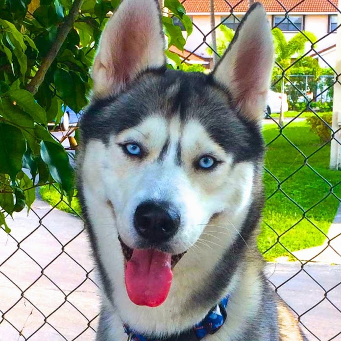 Gohan The Husky Net Worth & Earnings (2024)