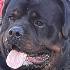 Bigg Boss Rottweiler Kennels Avatar