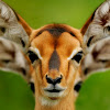 What could Wild Animals buy with $186.7 thousand?