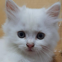 Thumbnail of related channel