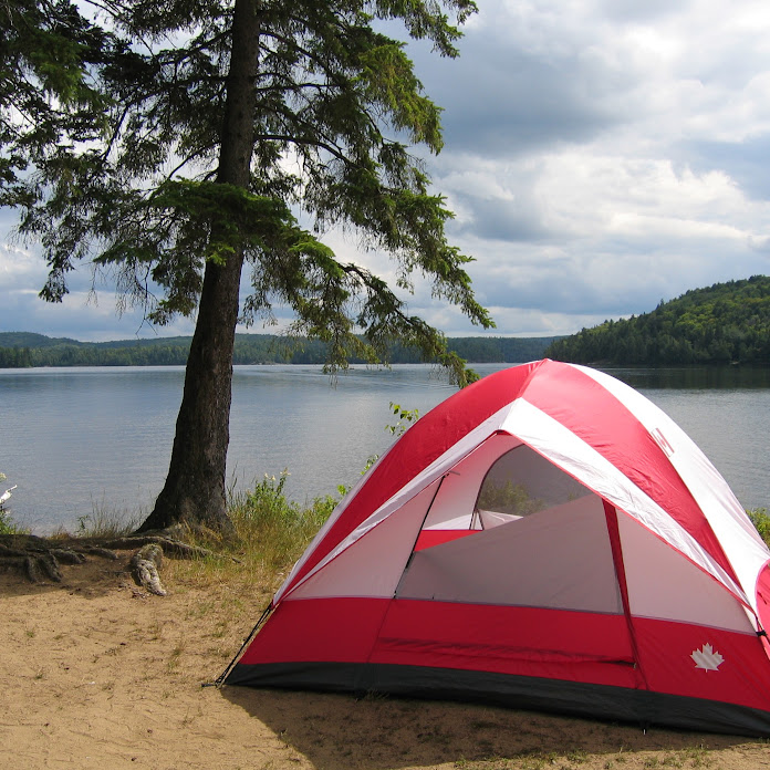 Foresty Forest Net Worth & Earnings (2024)