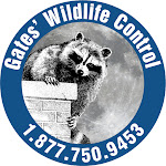 Gates Wildlife Control Net Worth