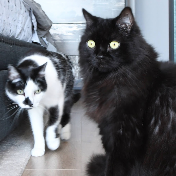 Sho Ko Net Worth & Earnings (2026)