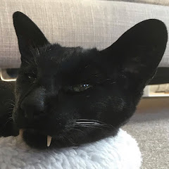 Mingus The Panther Avatar