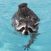 What could Tito The Raccoon buy with $721.32 thousand?