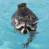 What could Tito The Raccoon buy with $721.3 thousand?