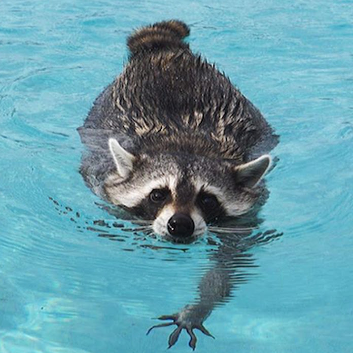 Tito The Raccoon Net Worth & Earnings (2026)