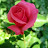 @user-vk8ek7xk5y