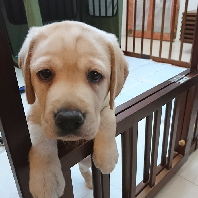 爆釣会会長ばくちょうかいかいちょう Net Worth & Earnings (2026)