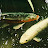 @newmexicoaquatics282 Avatar