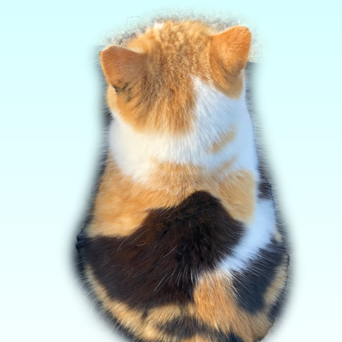 まりもとまる。 Net Worth & Earnings (2026)