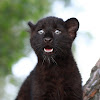 What could Luna_the_pantera buy with $15.2 million?