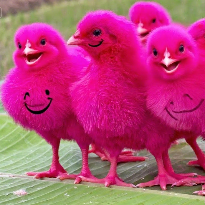 Fish Cutting Net Worth & Earnings (2026)