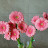 @flowerlady8833